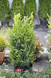 Buxus sempervirens Green Tower — photo 3